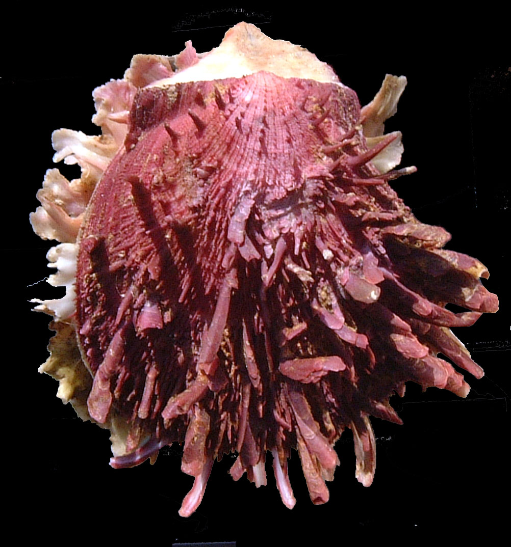 Spondylus spinosus